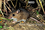 Peromyscus maniculatus